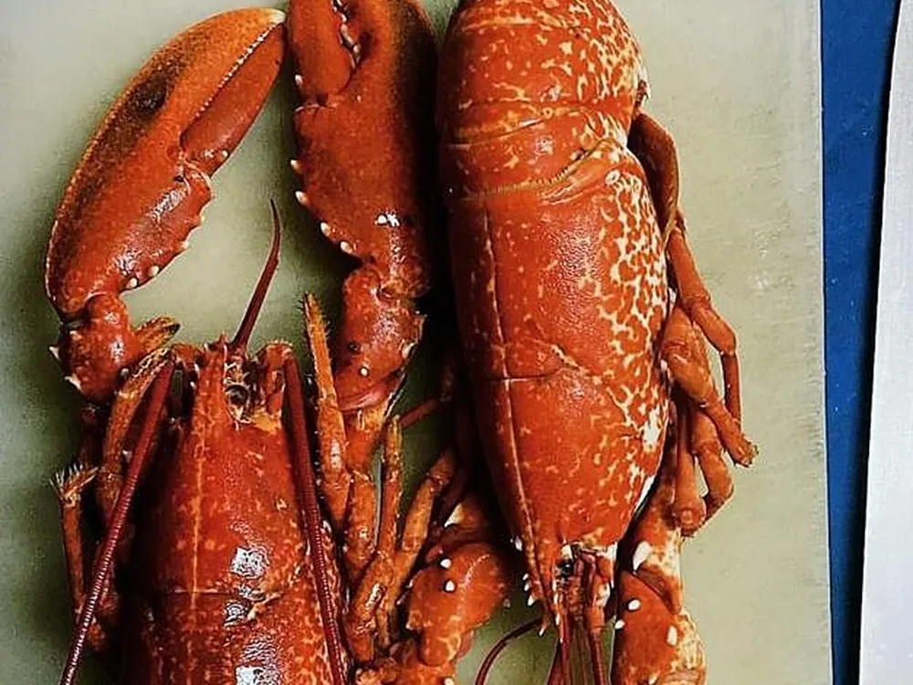 Langoustes fraîches du vivier